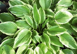 Funkia 'Minute Man' - wys. 30-50 cm, liście wąskie, woli cień