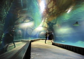 Tajemnice kanału mozambickiego poznamy podczas spaceru podwodnym tunelem. Na zdjęciu: bliskie spotkanie z płaszczką.