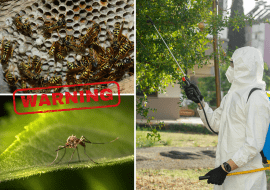 Przygotuj się na lato – zabezpiecz ogród przed uciążliwymi owadami