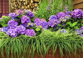 'BOUQUET ROSE' to odmiana hortensji ogrodowej, która jest niedużym krzewem o bardzo efektownych kwiatach.