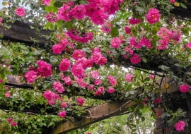 SLOWA KLUCZOWE: ROSA CHAPLINS PINK CLIMBER kew garden london