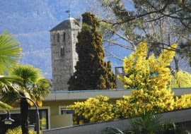 Na południu Europy akacje zdobią miejskie ulice, parki i skwery