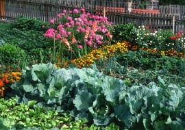 Zadbany ogród warzywny to punkt na honorze dobrej ogrodniczki.