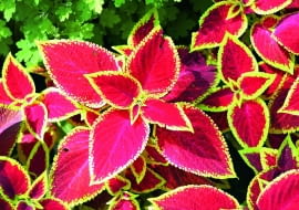 Ukorzenione sadzonki koleusa warto posadzić w skrzynkach na słonecznym lub lekko zacienionym balkonie.