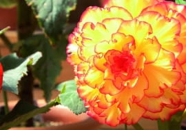 Niektóre mieszańce begonii nie tworzą bulw. Trzymamy je w domu, dopóki nie zaczną zamierać.