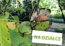 Orzech włoski odmiana 'Buccaneer'