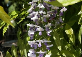 10.05.2011 OPOLE , ZAKWITLA GLICYNIA PODOBNO NAJWIEKSZA NA OPOLSZCZYNIE , RESTAURACJA GRABOWKA - NALESNIKARNIA . FOT. RAFAL MIELNIK / AGENCJA GAZETA SLOWA KLUCZOWE: KWIAT KWIATY KWITNIE