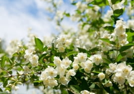 Jaśmin- zniewala swoim zapachem