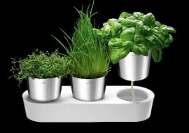 W specjalnej, długiej podstawce umieszczono trzy doniczki. Zioła podlewa się do podstawki: tu znajduje się specjalny sznurek połączony z doniczkami, w który wsiąka woda, a potem parując dociera stopniowo do korzonków roślin, 269 zł, Auerhahn Herbs, Auerhahn, czerwonamaszyna.pl