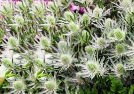 SLOWA KLUCZOWE: QUESTAR_SILVER alpejski alpinum eryngium mikolajek