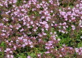 14.06.2005 WARSZAWA OGROD SGGW - LETNIE PRACE OGRODOWE ROSLINY OGRODNICTWO