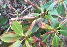 Chory rododendron. Choroby roślin