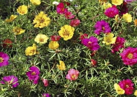 Kwiaty na wietrzny balkon. Portulakę wielkokwiatową można wysiać lub kupić jej rozsadę. Kwitnie aż do jesieni