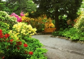 różaneczniki, arboretum Wojsławice