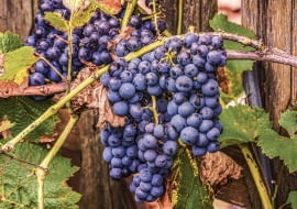 Prowadzenie winorośli