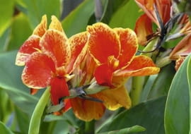 Paciorecznik ogrodowy (Canna edulis). Kwiaty bulwiaste i cebulowe