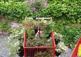 Cały ogród w wózku sklepowym. Ten ogródek łączy rośliny w tonacji różu, fioletu i bieli. Ma cieszyć wszystkie zmysły, więc oprócz roślin ozdobnych pięknie pachnących (np. miniaturowy lilak 'Palibin' szczepiony na pniu) rosną tu truskawki ze zwieszającymi się pędami, rabarbar i zioła. To ogród redakcji e-ogrody.pl. Jeśli Wam się podoba - głosujcie na niego w weekend przy ul. Burakowskiej 5/7 w Warszawie :)