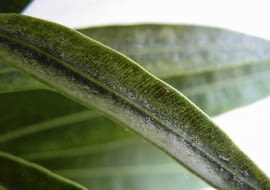 Na liściu widać brązowe samice przędziorka