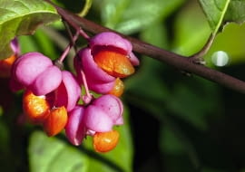 TRZMIELINA EUROPEJSKA 'Red Cascade' ma liczne owoce o różowych okrywach.