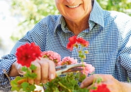 Pelargonie skracamy na zimę