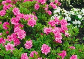 AZALIA ( RHODODENDRON ) ' ROSINETTA ' - KOLOR KWIATOW ROZOWY I BIALY ' PANDA ' - KRZEW , KWIATY FOT. EWA NARKIEWICZ PUBLIKACJA KWIETNIK NR 6 (186) - 6 2010