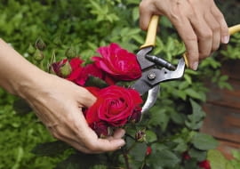 Pierwsze objawy mączniaka lub szarej pleśni często pojawiają się tuż pod kwiatem lub pąkiem. Gdy szybko je wytniemy, ograniczymy rozprzestrzenianie się choroby.