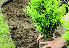 1. Najpierw nadajemy roślinie ogólny zarys (można posłużyć się specjalnym metalowym stelażem i skracać wyrastające poza niego gałązki).