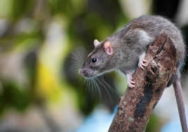 Drobne gryzonie bywają naszymi sprzymierzeńcami, ale powodują też straty