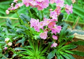 Lewizja liścieniowa nie jest minimalistką. Lubi próchniczną żyzną ziemię, ale bardzo przepuszczalną, i półcieniste miejsca.