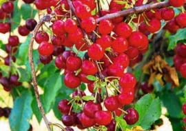 Wiśnia odmiany 'Sokówka'