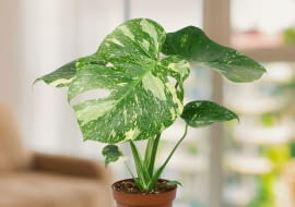 Monstera „Thai Constellation”