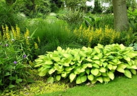 Rośliny do cienia. Tojeść kropkowana na rabacie komponuje się z funkią o złotym zabarwieniu liści.