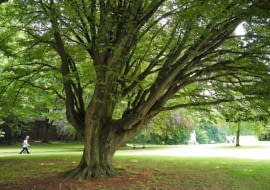 Nieformowany, swobodnie rosnący grab z wiekiem rozrasta się w rozłożyste i bardzo malownicze drzewo. Jego największą ozdobą jest gładka kora i powyginany pień