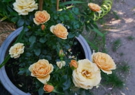 Róża ‘ZORBA” w donicy 50l