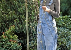 Salix caprea 'Pendula' / hšngende Kštzchenweide fachgerecht zurŁckschneiden SLOWA KLUCZOWE: Schere Terrasse ZZZ hoch GAP Pflege drauRen Praxis GehUlze FrŁhling Salix Frau Person Stšmmchen RŁckschnitt KŁbel Salix caprea Topf LaubgehUlze 000 Schnitt Weidenkaetzchen Palmkaetzchen Kaetzchenweide