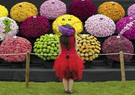United Kingdom, London : A visitor stops to look at a flower display at the Royal Horticultural Society's Chelsea Flower Show in London on 19 May, 2014. ******* RHS / Justin Tallis / 19.5.14 SLOWA KLUCZOWE: RHS Chelsea Flower show