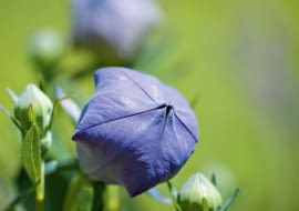 Pąki, najpierw skierowane w górę, przed pękaniem nieco się pochylają.