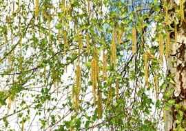 Brzoza brodawkowata - Betula verrucosa