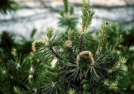 ROSLINY SOSNA PINUS - SZKODNIK GASIENICE MOTYLA ZWOJKI SOSNOWECZKI ATAKUJE KRZEWY SOSNY GORSKIEJ I KOSODRZEWINY FOT. GABRIEL LABANOWSKI PUBLIKACJA KWIETNIK NR 3 (147) - 3 2007 - KLINIKA ROSLIN SLOWA KLUCZOWE: ROSLINY SZKODNIKI ZDJĘCIE DO WKŁADKI: PUBLIKACJA KWIETNIK NR 3 (147) - - KLINIKA ROSLIN - CZASOPISMA