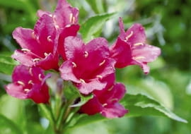 ROSLINY KRZEWY KRZEWUSZKA CUDOWNA WEIGELA FLORIDA KWIATY FOT. WOJCIECH KINDLARSKI PUBLIKACJA KWIETNIK NR 7 (163) - 7 2008 SLOWA KLUCZOWE: ROSLINY KWIATY ZDJĘCIE DO WKŁADKI: PUBLIKACJA KWIETNIK NR 7 (163) - CZASOPISMA