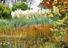 Trawy ozdobne. Wspaniałe puszyste wiechy trawy pampasowej sprawiają, że jest ona prawdziwą gwiazdą jesiennych ogrodów