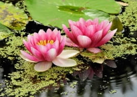 Kwiaty i liście grzybieni znajdują się na powierzchni wody. Bulwa rośnie w podłożu.