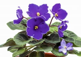 Fiołek afrykański reaguje na silne słońce brązowieniem liści. U góry okaz ze zdrowymi liśćmi.