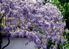 Prawidłowo prowadzona glicynia (<i>Wisteria</i>) kwitnie bardzo obficie.
