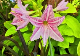 W kwiatostanie hipeastrum pąki rozwijają się jeden po drugim.