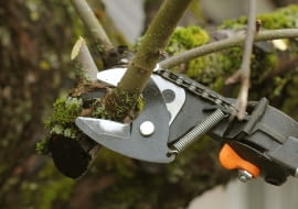 Wiosenne cięcie roślin w ogrodzie