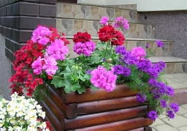 Pelargonie wyjątkowo ładnie komponują się z kwiatami o kontrastowych barwach.