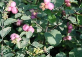 Śnieguliczka (Symphoricarpos Doorenbos'a) 'Amethyst'
