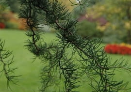 Modrzew 'Diana'. Krzew iglasty o dekoracyjnie poskręcanych gałązkach