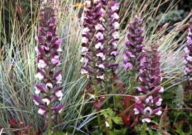Acanthus hungaricus 'Alex' and Agastache 'Purple Haze' Kwekerij Jacobs - Jacobs Garden and Nursery, Netherlands SLOWA KLUCZOWE: Close Up Garten Holland Juli krautig krautige Nahaufnahme Niederlande Perennial Staude